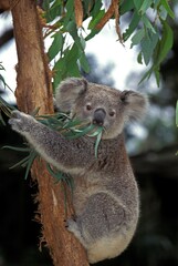 KOALA phascolarctos cinereus, ADULT EATING EUCALYPTUS LEAVES, AUSTRALIA