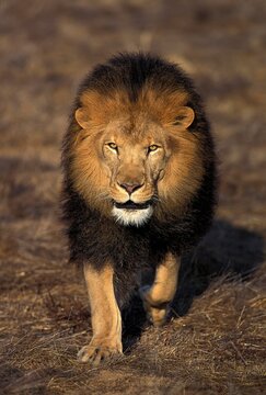 AFRICAN LION panthera leo, MALE STANDING ON DRY GRASS