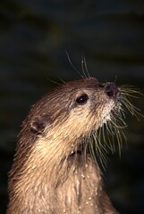 SHORT CLAWED OTTER aonyx cinerea, PORTRAIT OF ADULT