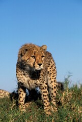CHEETAH acinonyx jubatus, ADULT IN MASAI MARA PARK, KENYA