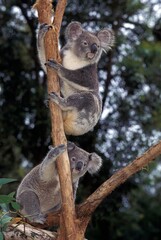 KOALA phascolarctos cinereus, ADULTS STANDING ON BRANCH, AUSTRALIA