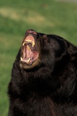 AMERICAN BLACK BEAR ursus americanus, PORTRAIT OF ADULT WITH OPEN MOUTH, CANADA
