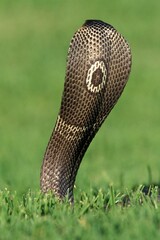 INDIAN COBRA naja naja, BACK OF HEAD, ADULT IN DEFENSIVE POSTURE