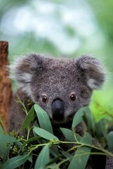 Obraz premium KOALA phascolarctos cinereus, PORTRAIT OF YOUNG, AUSTRALIA