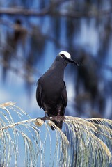 BLACK NODDY anous minutus, ADULT STANDING ON BRANCH, AUSTRALIA