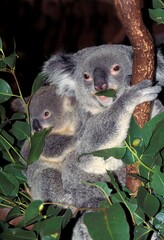 KOALA phascolarctos cinereus, MOTHER CARRYING YOUNG ON ITS BACK, AUSTRALIA