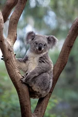 Poster KOALA phascolarctos cinereus, ADULT STANDING ON BRANCH, AUSTRALIA © slowmotiongli
