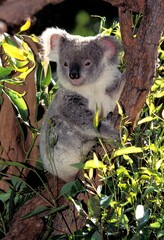 KOALA phascolarctos cinereus, ADULT STANDING ON BRANCH, AUSTRALIA