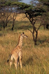 RETICULATED GIRAFFE giraffa camelopardalis reticulata, BABY IN SAVANNAH, KENYA