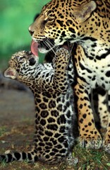 Fototapeta na wymiar JAGUAR panthera onca, MOTHER LICKING CUB