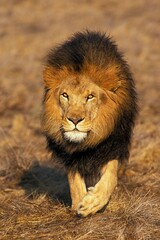 AFRICAN LION panthera leo, MALE WALKING ON DRY GRASS