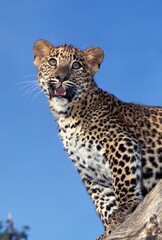 LEOPARD panthera pardus, CUB STANDING ON BRANCH