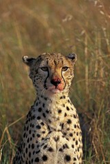 CHEETAH acinonyx jubatus, PORTRAIT OF ADULT WITH A BLOODY FACE, KENYA