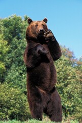 BROWN BEAR ursus arctos, ADULT STANDING ON HIND LEGS
