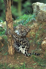 JAGUAR panthera onca, CUB PLAYING WITH TREE TRUNK