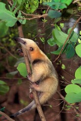 SOUTHERN ANTEATER tamandua tetradactyla, ADULT HANGING FROM BRANCH