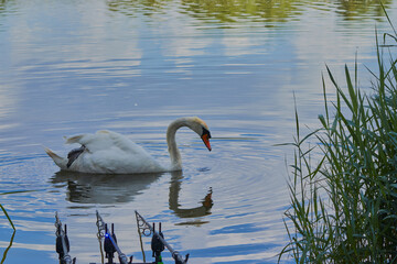 Fototapeta premium Swan in the water in front of a fisher mans rods.