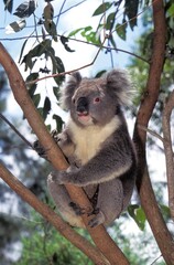 KOALA phascolarctos cinereus, ADULT STANDING ON BRANCH, AUSTRALIA