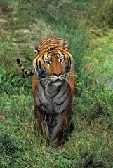 Fototapeta na wymiar BENGAL TIGER panthera tigris tigris, ADULT STANDING ON GRASS