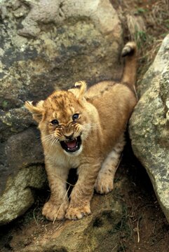 AFRICAN LION panthera leo, CUB SNARLING