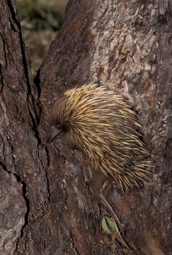SHORT BEAKED ECHIDNA tachyglossus aculeatus, ADULT SEARCHING FOOD, AUSTRALIA