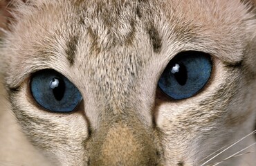 SIAMESE CAT, ADULT, CLOSE-UP OF EYES