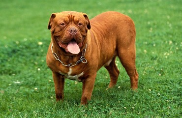 BORDEAUX MASTIFF DOG, ADULT WITH COLLAR