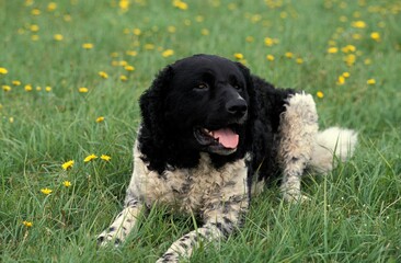 FRISIAN WATER DOG, ADULT LAYING ON GRASS