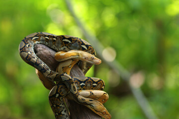 Several pythons were on the tree branches.