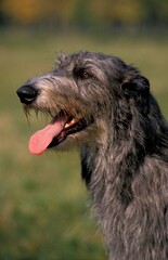 Fototapeta premium SCOTTISH DEERHOUND, PORTRAIT OF ADULT