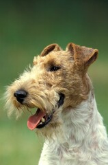 WIRE-HAIRED FOX TERRIER, PORTRAIT OF ADULT