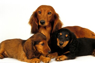 SMOOTH-HAIRED DACHSHUND AND LONG-HAIRED DACHSHUND, FEMALE WITH PUPS