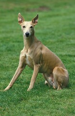 WHIPPET DOG, ADULT SITTING ON GRASS