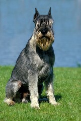 GIANT SCHNAUZER (OLD STANDARD BREED WITH CUT EARS), ADULT SITTING NEAR LAKE