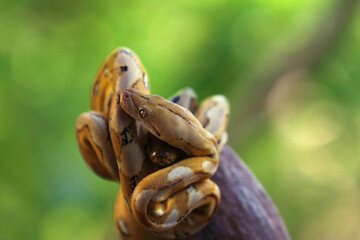 Several pythons were on the tree branches.