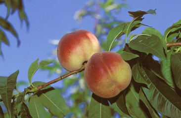 PEACHS persica vulgaris ON A BRANCH