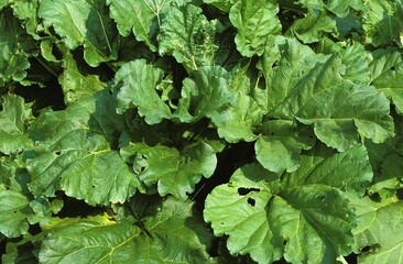 RHUBARB rheum IN KITCHEN GARDEN