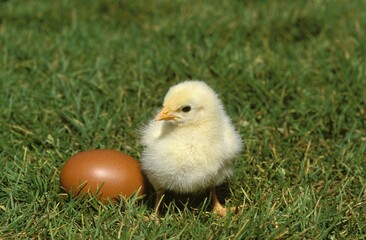 CHICK WITH EGG STANDING ON GRASS