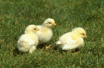 CHICK STANDING ON GRASS