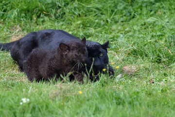 BLACK PANTHER panthera pardus, MOTHER WITH CUB LAYING ON GRASS