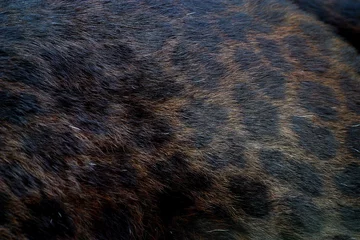 Foto auf Acrylglas BLACK PANTHER panthera pardus, CLOSE-UP OF ADULT HAIR COAT © slowmotiongli