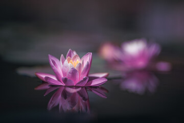 Pink lotus flower is reflected in the pond water

