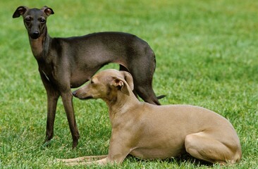 ITALIAN GREYHOUND, ADULTS STANDING ON GRASS