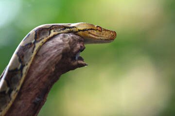 Several pythons were on the tree branches.