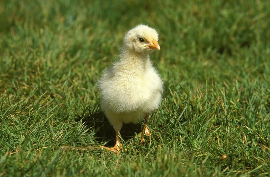 CHICK STANDING ON GRASS