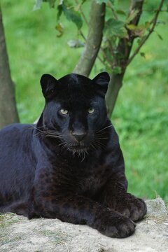 BLACK PANTHER panthera pardus, AUDLT STANDING ON ROCK