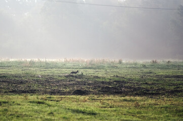 Lis na polanie w porannej mgle