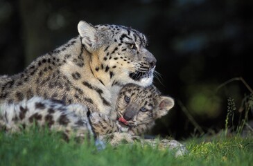 SNOW LEOPARD OR OUNCE uncia uncia, MOTHER WITH CUB LAYING ON GRASS
