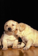 YELLOW LABRADOR RETRIEVER, TENDERNESS PUPS