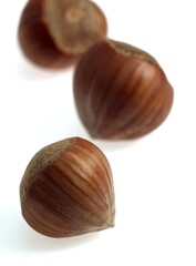 HAZELNUTS corylus avellana AGAINST WHITE BACKGROUND